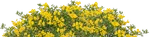 Ракитник стелящий