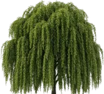 Граб звичайний Pendula